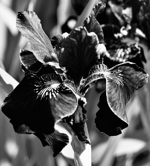Free A striking black and white close-up of an iris flower showcasing its intricate petals. Stock Photo