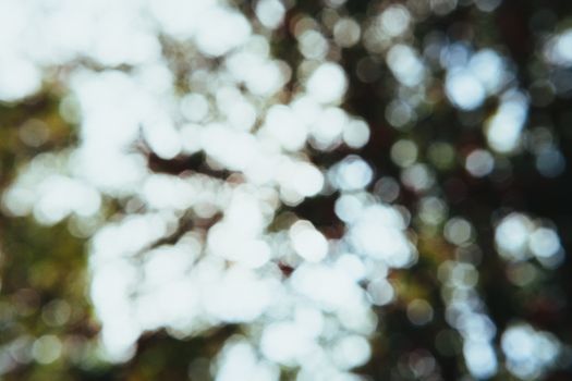Blurred image capturing bokeh effect through sunlight in trees.