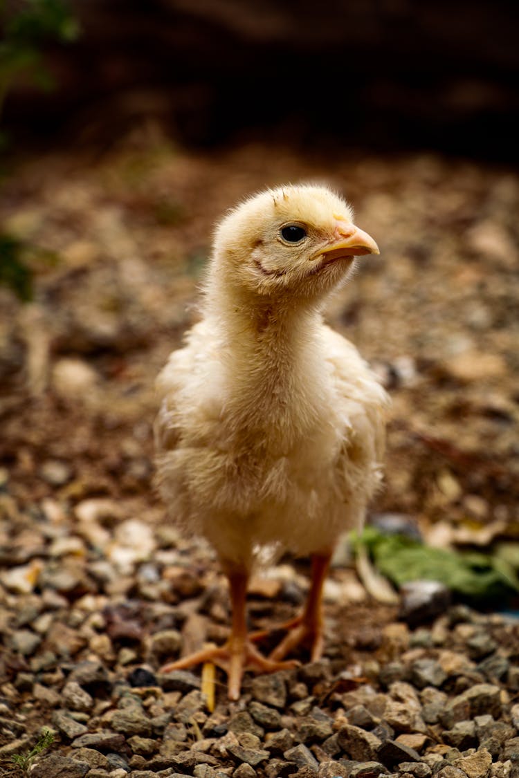 Young Chicken On Gravel Ground