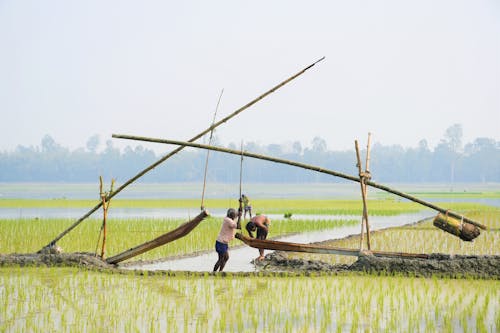 People Working in a Rice Field