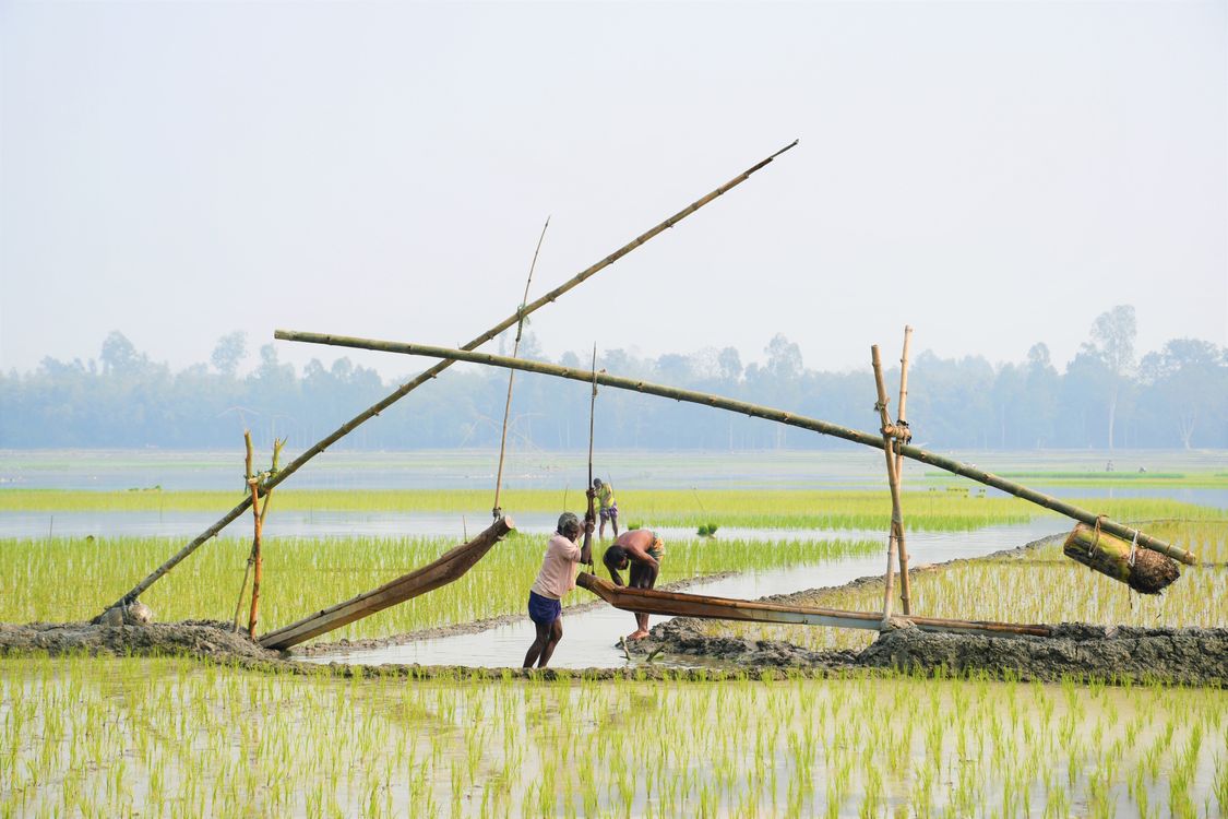 View Rice Field Human People Working in a Rice Field · Free Stock Photo