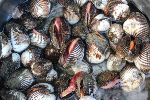 Close-up of fresh cockles in water at a market, showcasing seafood variety in Pranburi, Thailand.