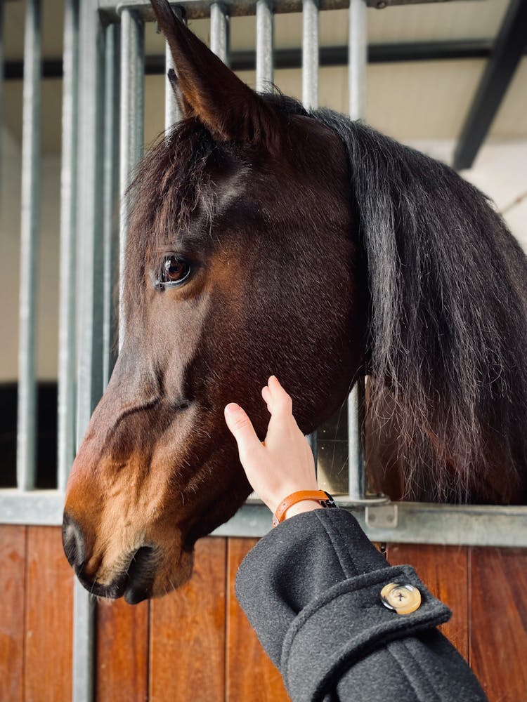 Hand Approaching To Horse Head