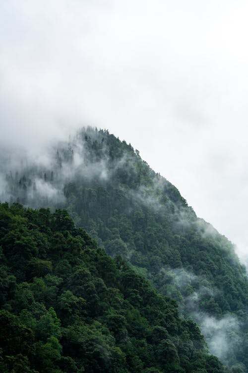 Immagine gratuita di alberi, cloud, collina
