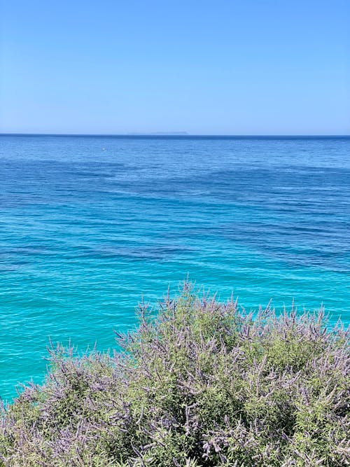 Blue Sea in Summer with Flowering Plants in the Background