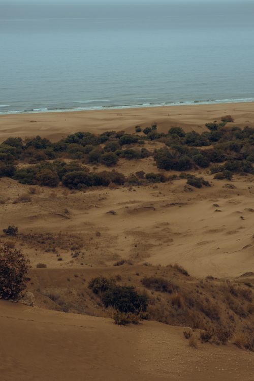 Free Peaceful sandy beach with shrubs along the coastline of Antalya, Türkiye. Stock Photo