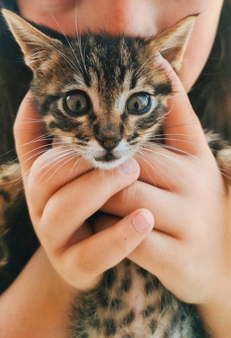 Hands Of A Child Holding A Cute Kitten