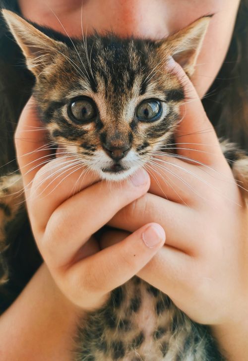 Free Cute brown tabby kitten held gently by child's hands, showcasing love and care for pets. Stock Photo