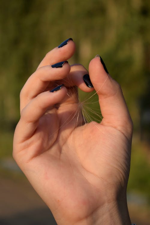 Hand of a Woman Holding a Dandelion Seed