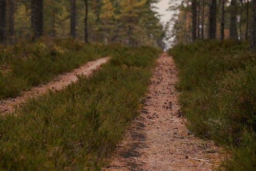 Darmowe zdjęcie z galerii z droga polna, las, natura