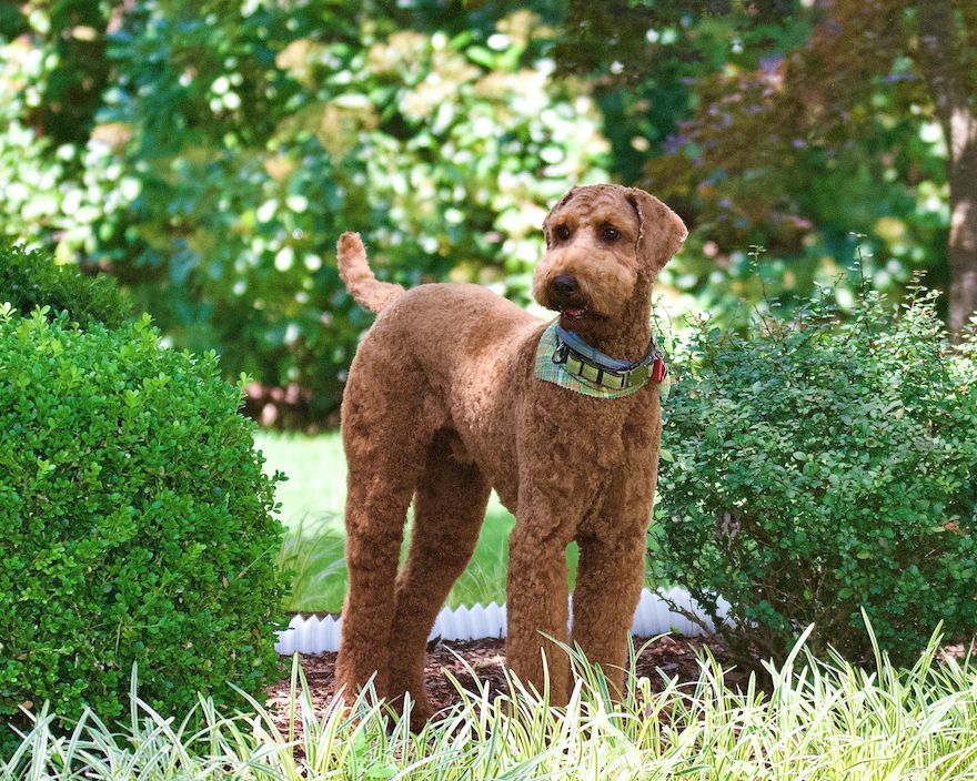 A well-groomed Airedale Terrier standing in a garden