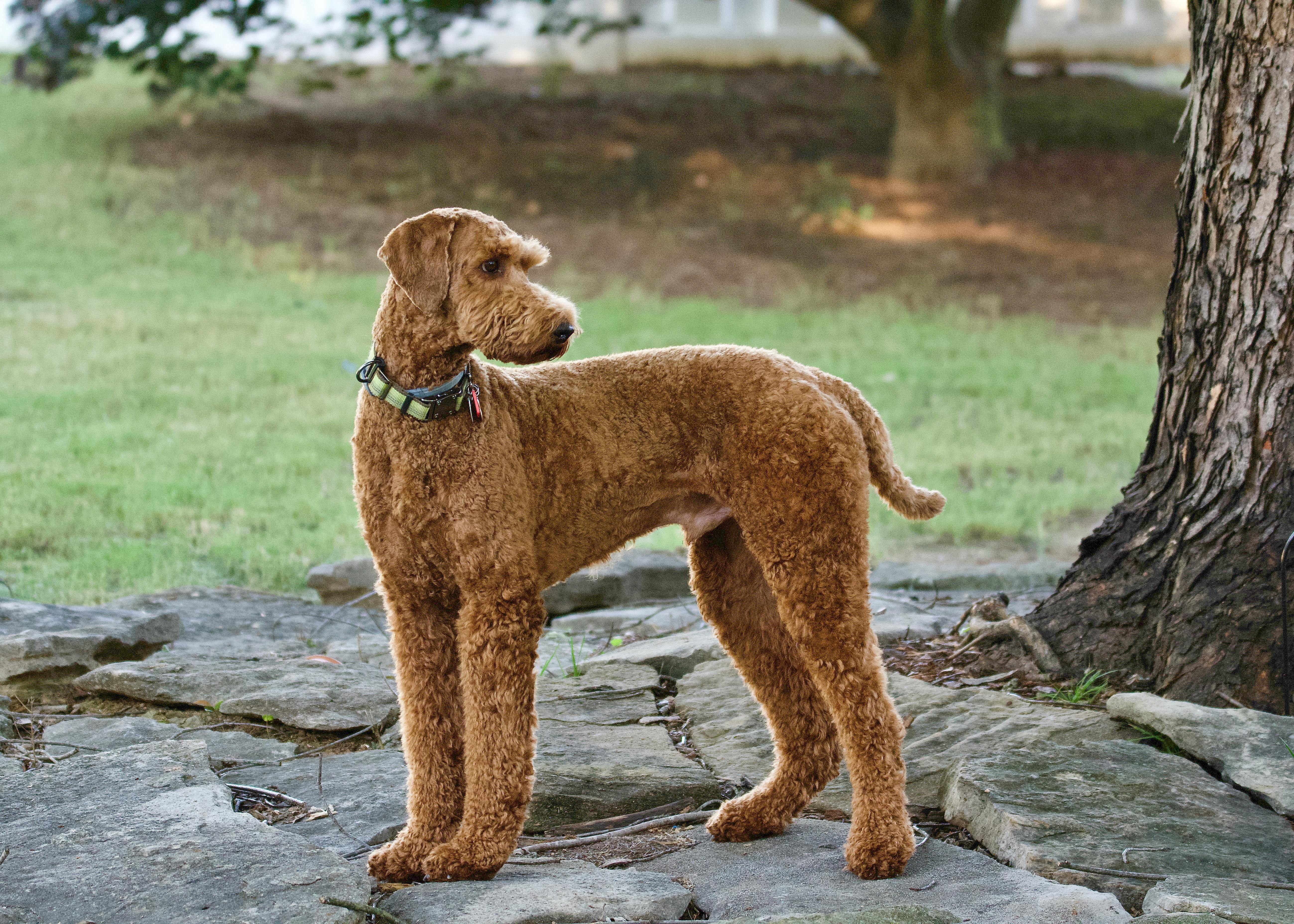 Brown Labradoodle Standing Outdoors