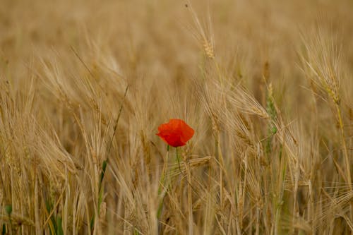 Red Poppy on Field