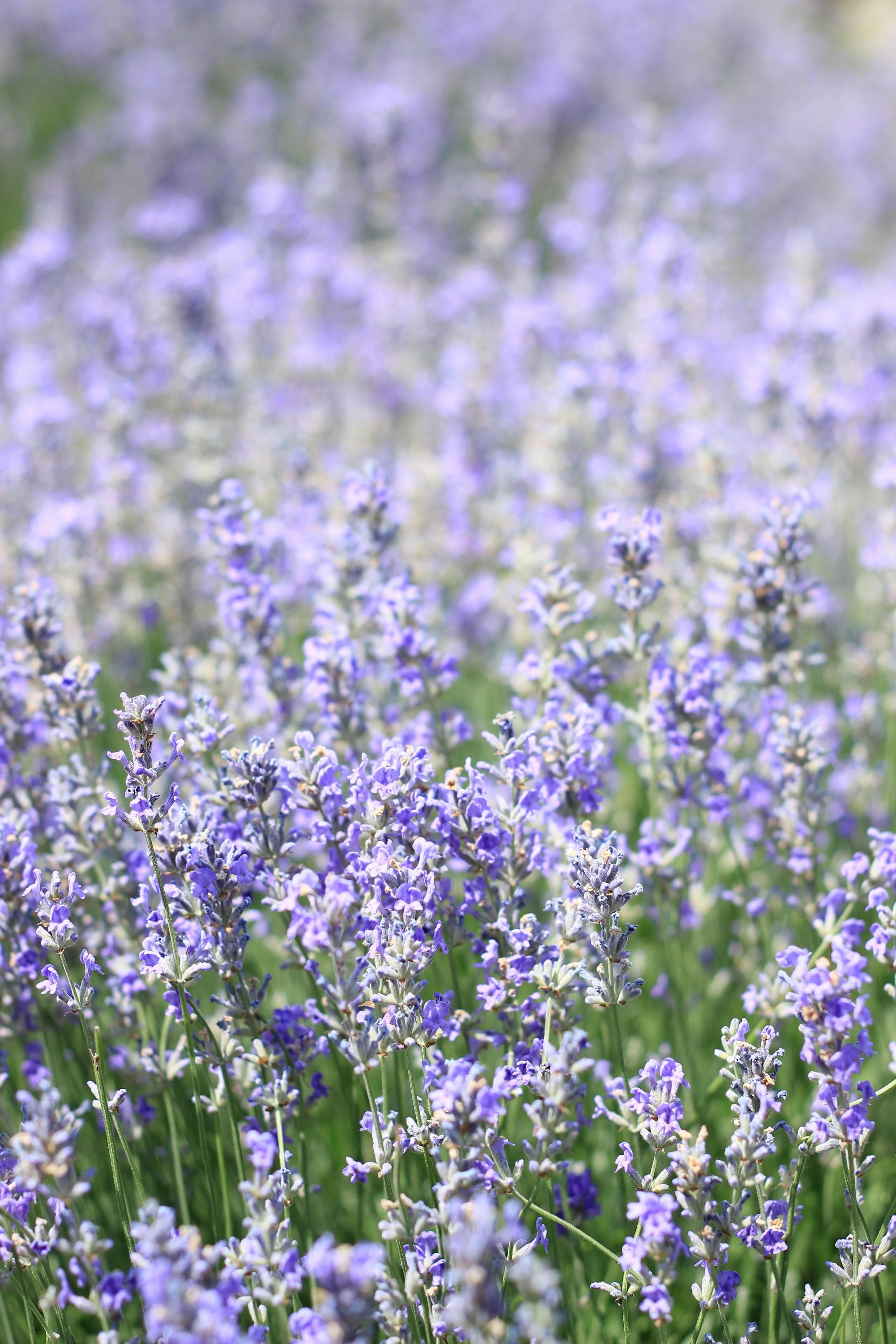 Vibrant lavender flowers in full bloom captured with selective focus in a serene outdoor setting.