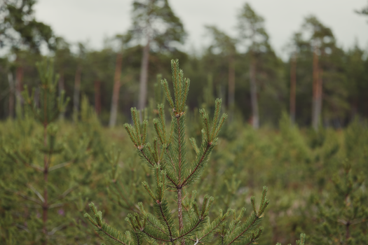 Close-up of young pine trees in a coniferous forest, showcasing nature and reforestation.