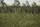 pine tree