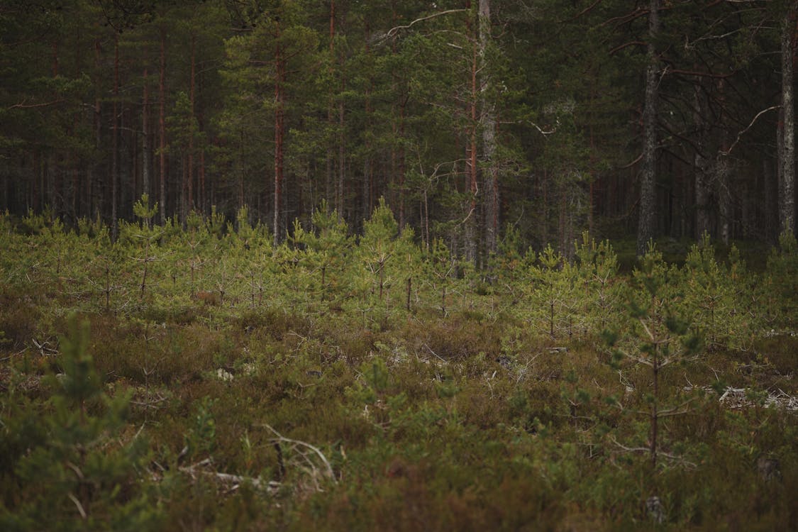Základová fotografie zdarma na téma jehličnany, krajina, les