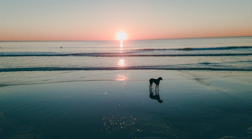 Free Dog On Seashore Stock Photo