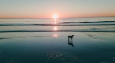 一只狗站在海滩上，平静的剪影映着从地平线升起的太阳