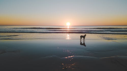 Imagine de stoc gratuită din apus, câine, câine apus de soare