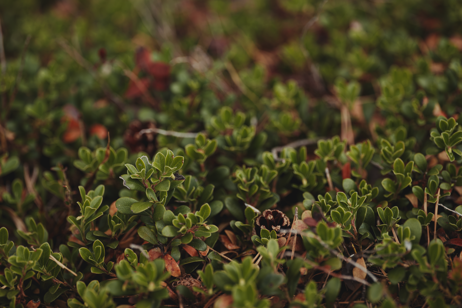 Vibrant green groundcover plants with a soft focus, showcasing nature's abundance.