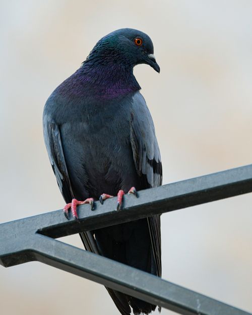 Free Detailed view of a pigeon perching on a metal railing, showcasing its vibrant plumage. Stock Photo