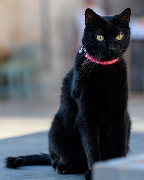 Kostenloses Stock Foto zu haustiere, katze, nahansicht