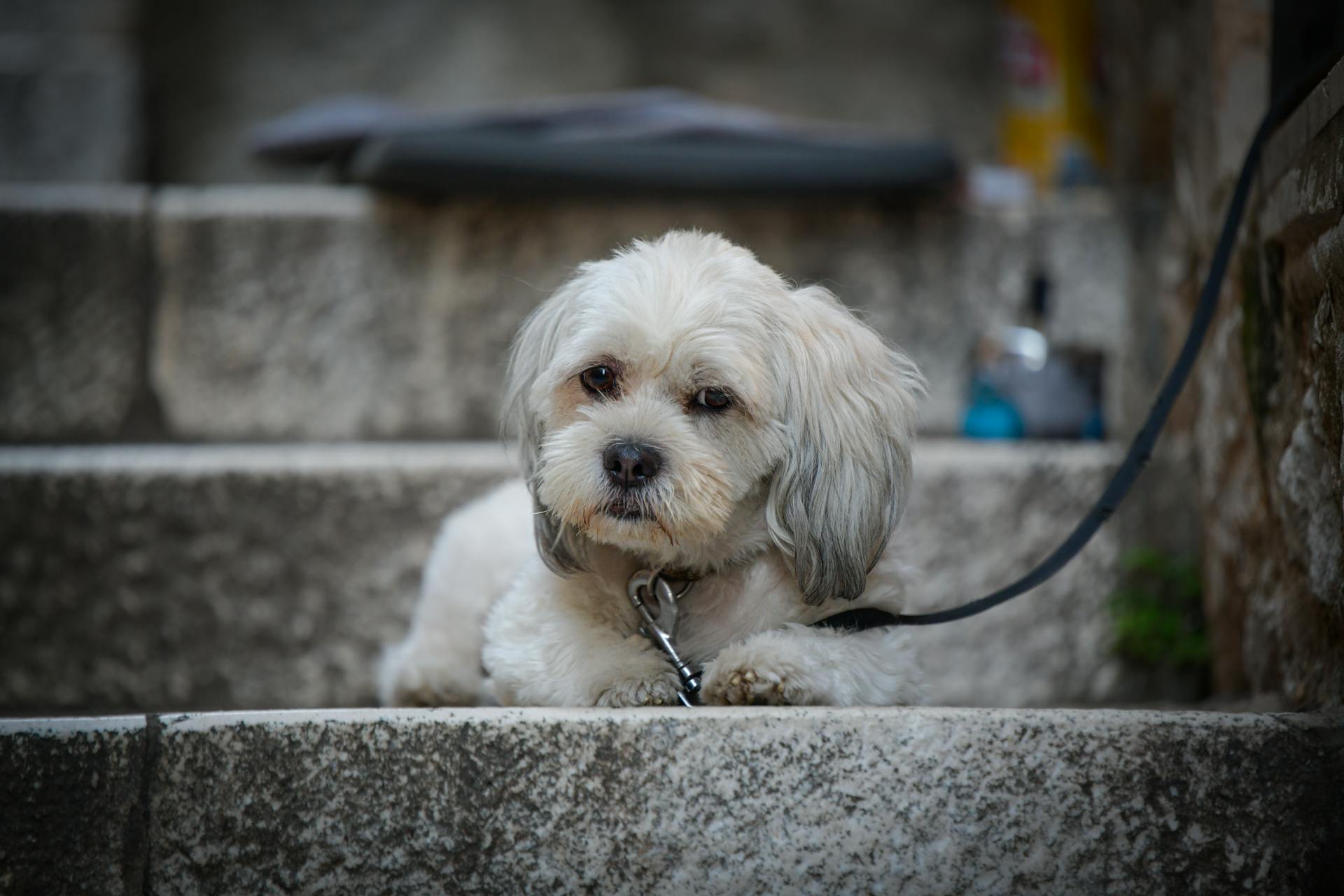 Close-up of a Cute White Dog on the Stone Steps