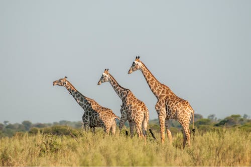 Giraffes Walking on Savannah
