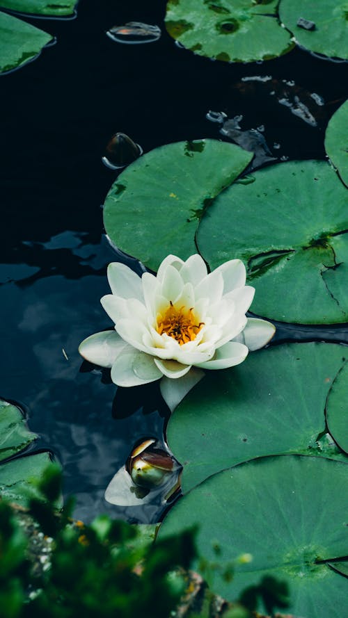 Close-up of White Waterlily Flower 