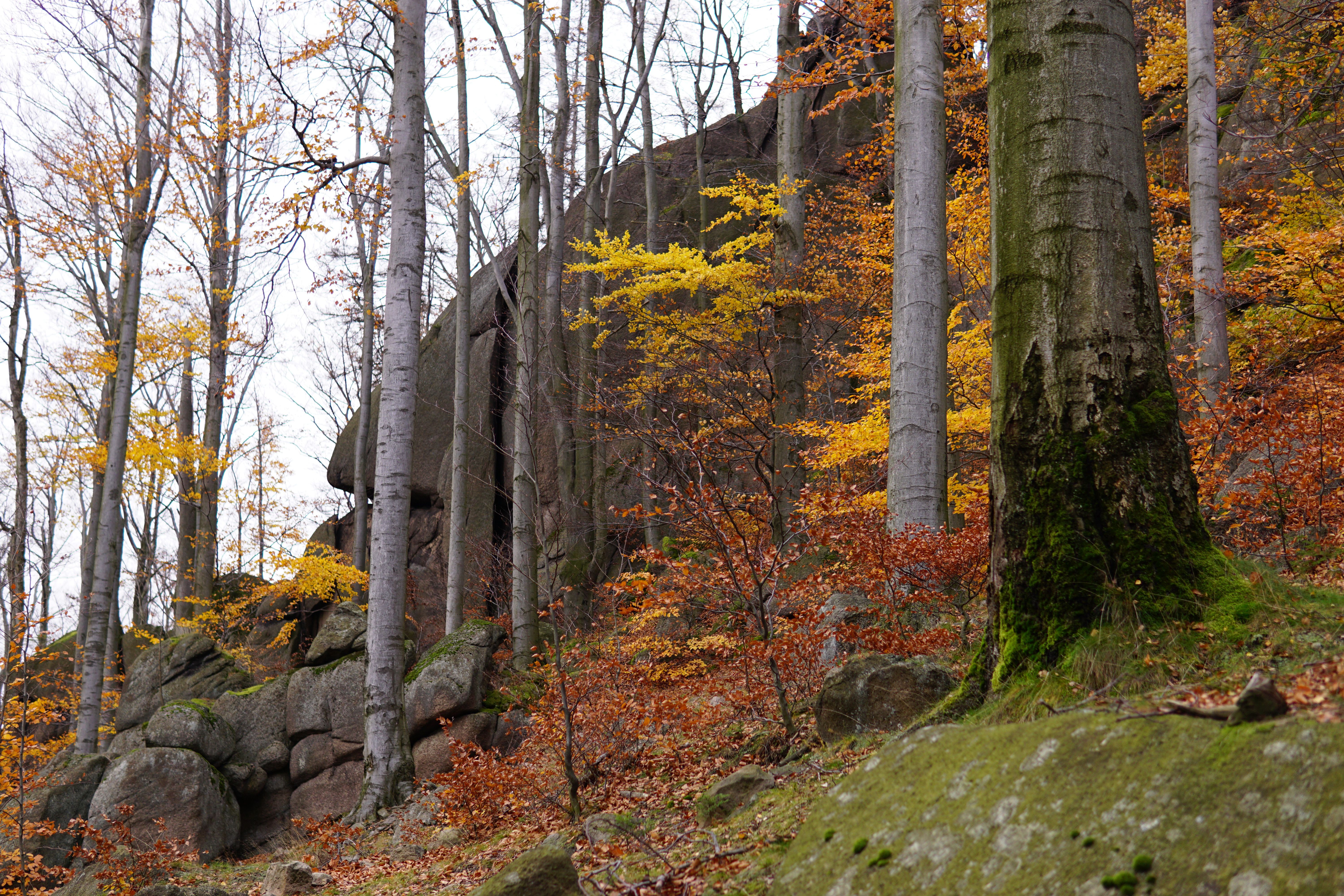A rock formation in the woods · Free Stock Photo
