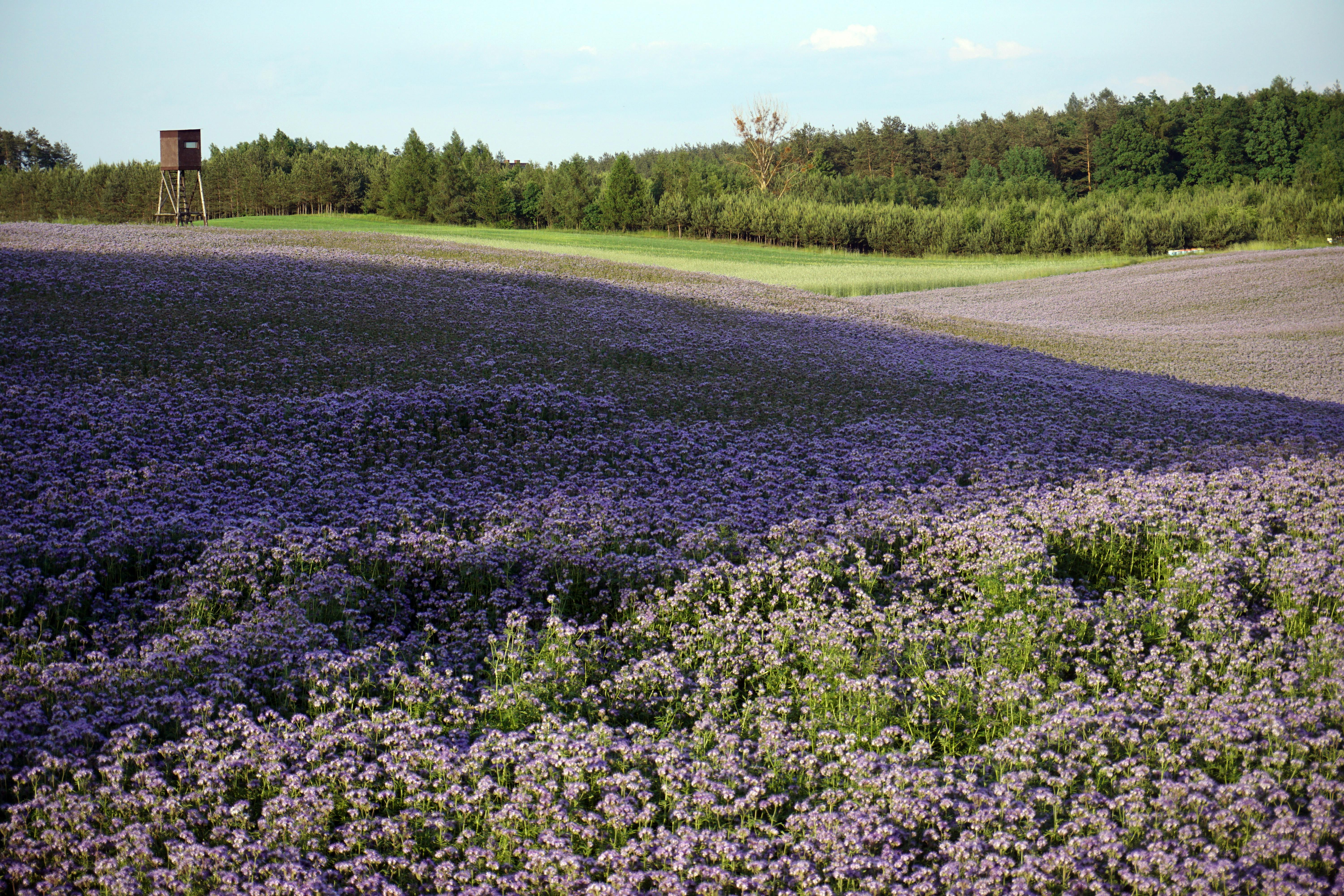 Vibrant lavender field under a clear sky, flanked by lush green forest.