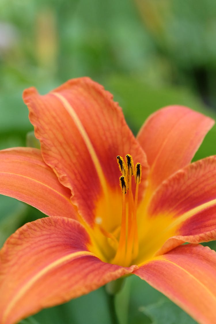 Red Lily Flower