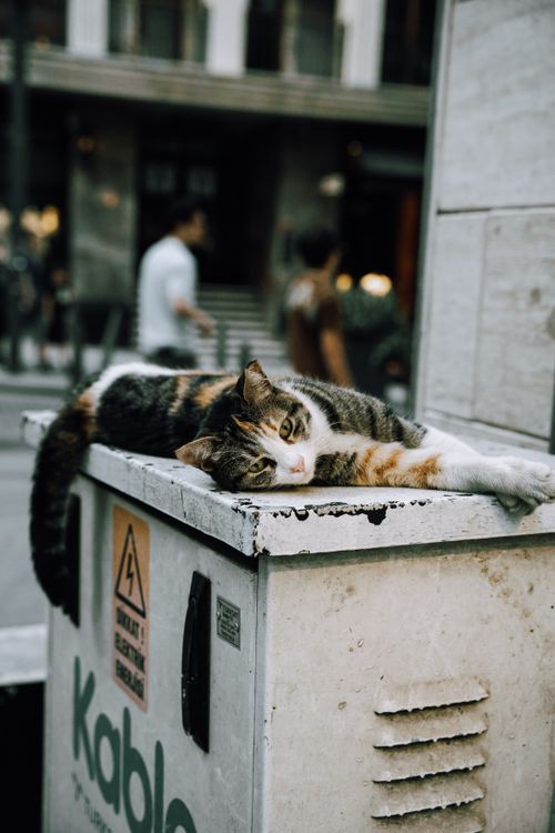 Free A relaxed cat lying on an urban electrical box in a city setting. Stock Photo