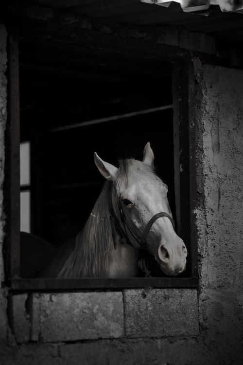 Free A white horse looks out a stable window in a black and white photo. Stock Photo