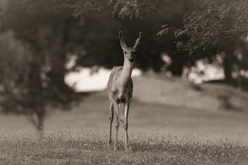 Free White-Tailed Deer @ Twilight. 73° F. 5:15 to 5:30 am. July 7, 2023. Cove Island Park, Stamford, CT. Stock Photo