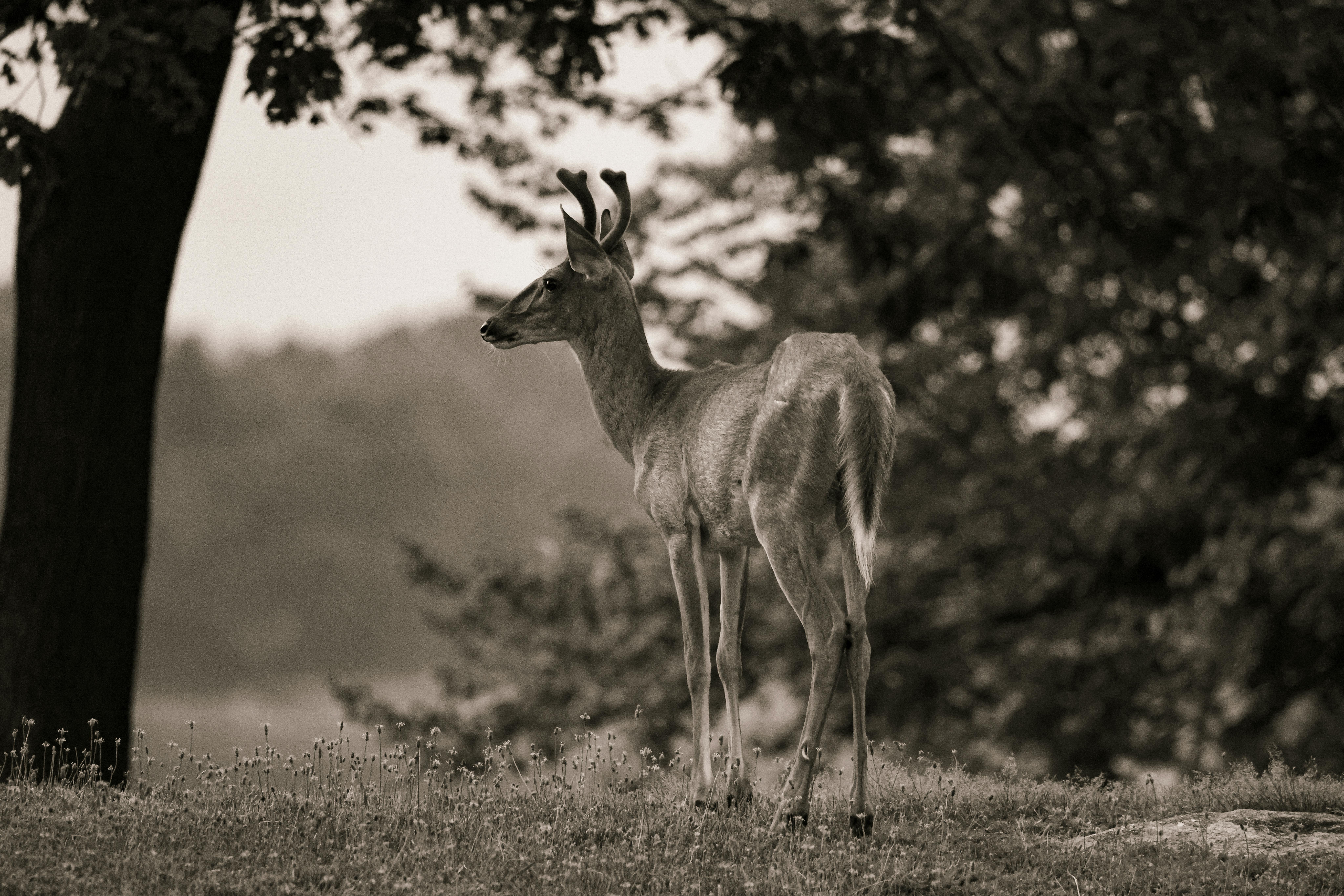 White-Tailed Deer