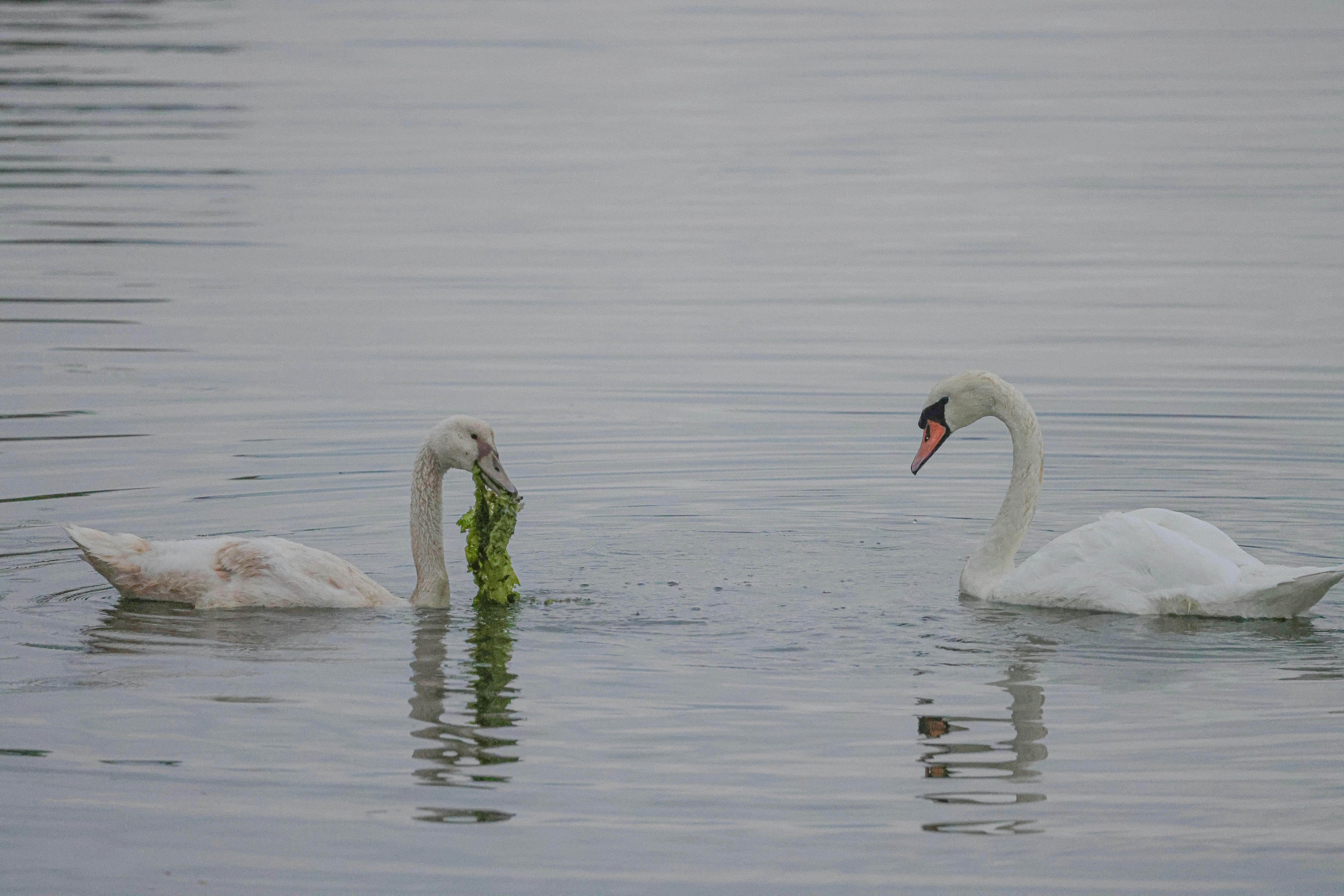 daybreak-73-f-4-40-to-5-00-am-july-7-2023-cove-island-park