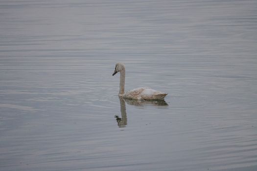 A solitary swan gracefully glides across a calm lake, reflecting in the serene waters.