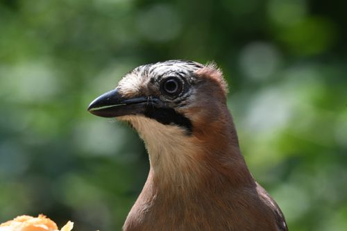 Free A detailed close-up of an Eurasian Jay showcasing its distinctive plumage. Stock Photo