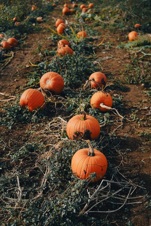 Foto profissional grátis de abóboras, agricultura, área