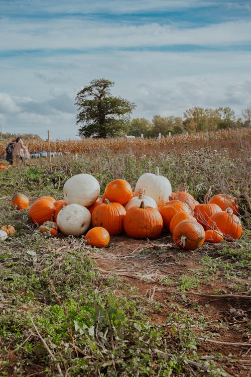 Foto profissional grátis de abóboras, abundância, agricultura