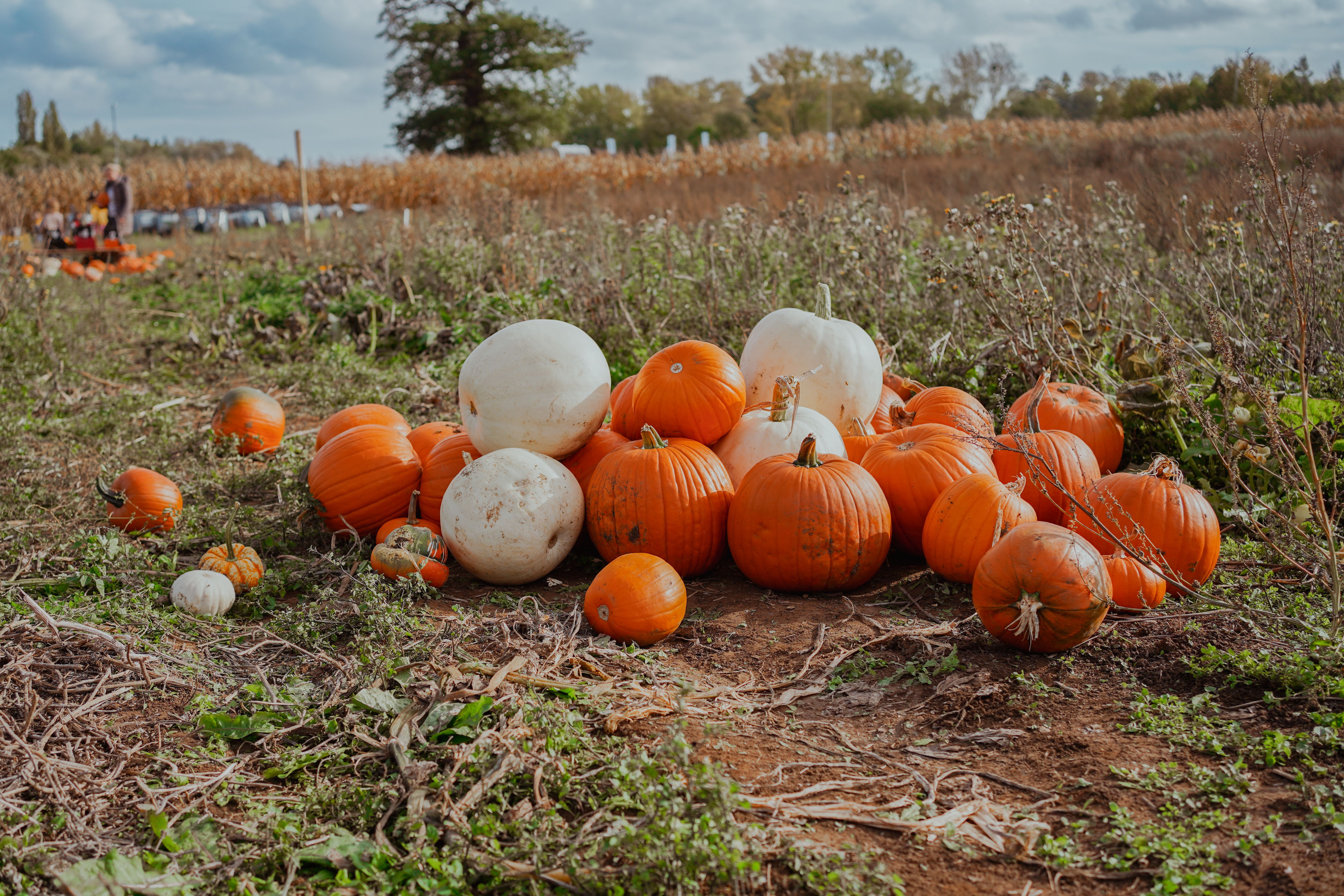 A pile of orange and white pumpkins in a rural farm field during fall harvest season.