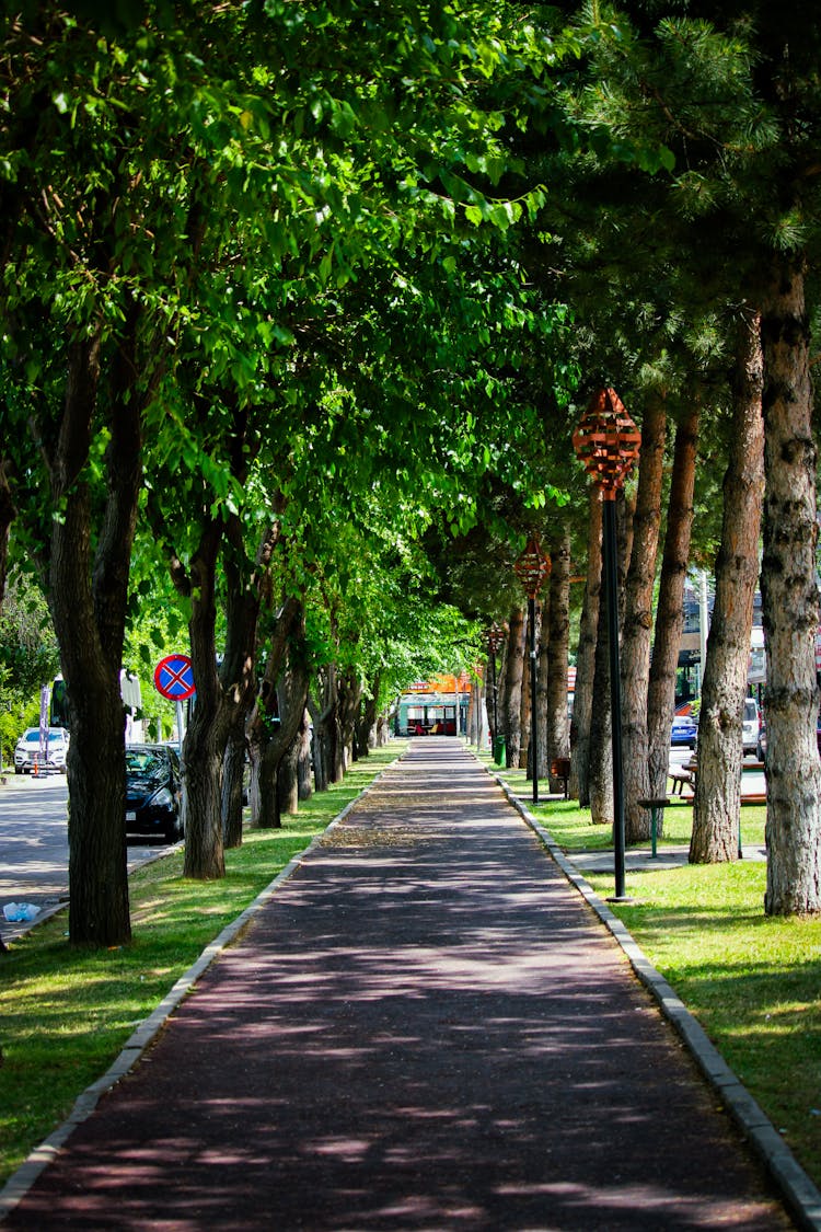 Trees Around Alley In Town