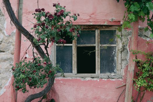 A rustic wooden window on a weathered pink wall, adorned with vibrant roses and greenery.