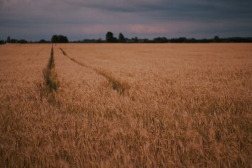 フィールド, ホイールトラック, 小麦の無料の写真素材