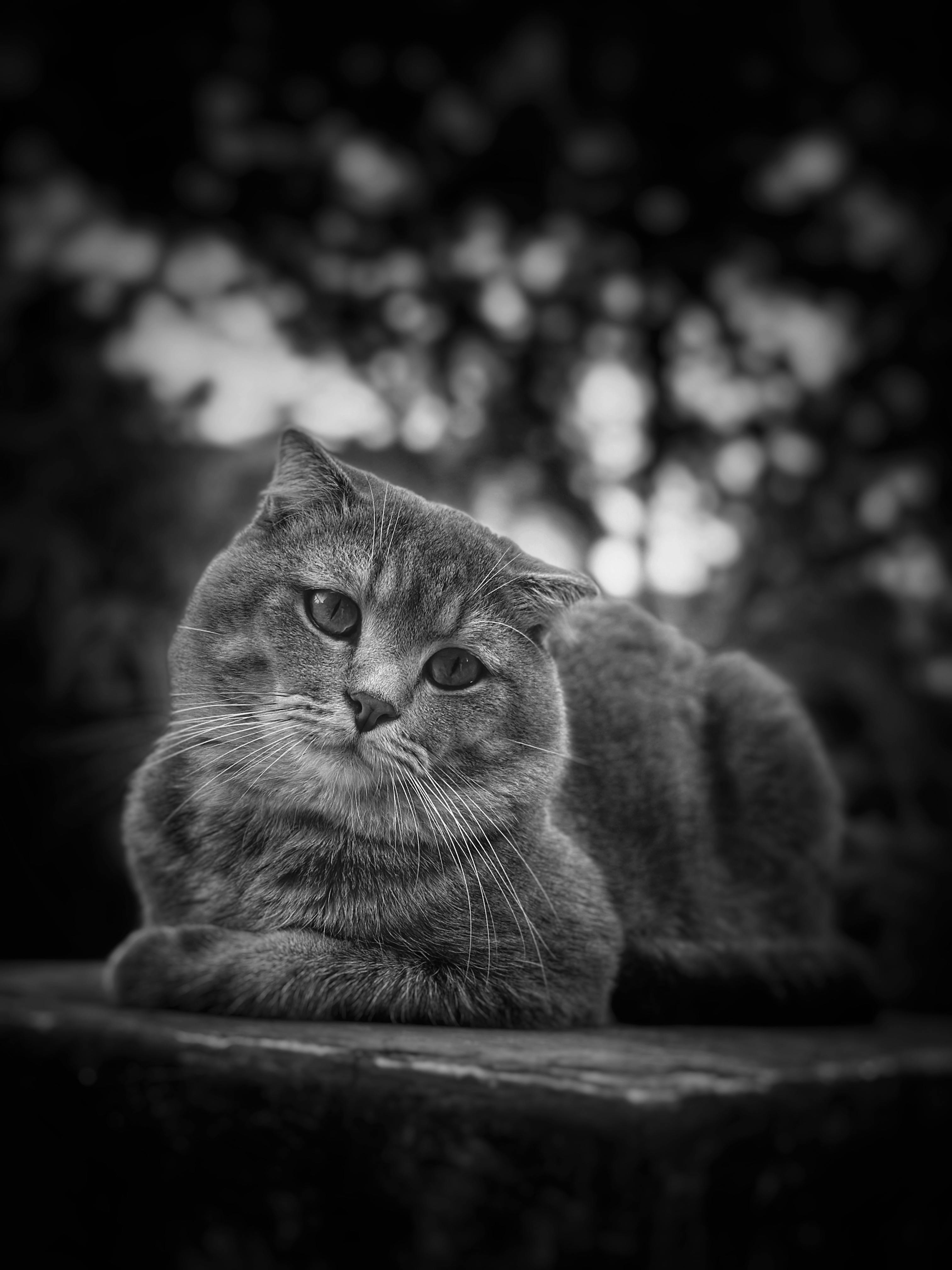White Cat with Collar · Free Stock Photo