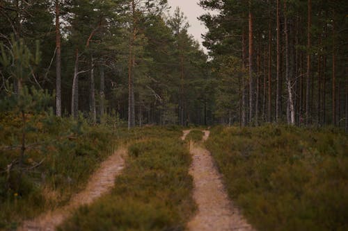 Dirt Road and Evergreen Forest