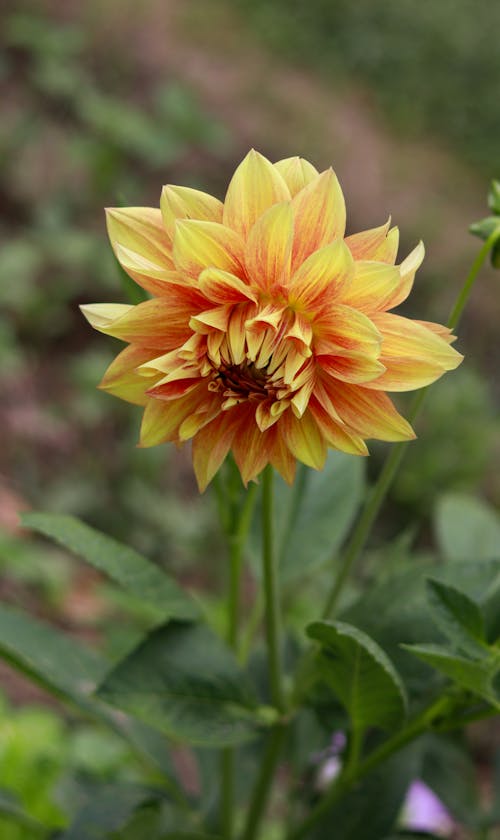 Yellow Blossoming Dhalia Plant