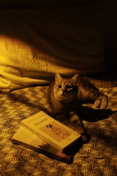 A serene cat lying on a bed with books, captured in ambient warm lighting, perfect for a calming atmosphere.
